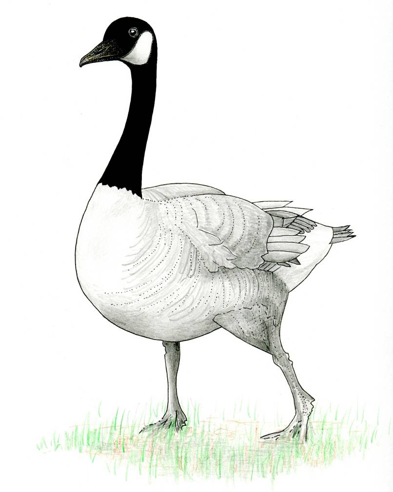 canadian goose drawing